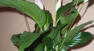 Картинка по теме - какие цветы нужны дома