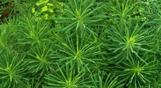 Картинка по теме - для чего нужны растения