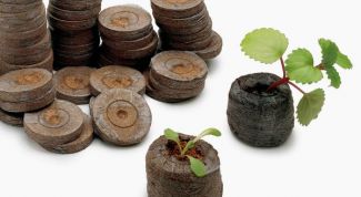 Картинка по теме - как использовать торфяные таблетки для выращивания семян