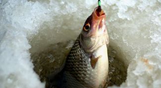 Картинка по теме - как ловить на косынки