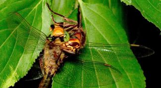 Картинка по теме - что такое естественный отбор