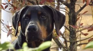 Картинка по теме - что делать с собакой, которая укусила