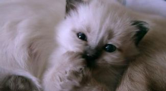 Картинка по теме - как кормить сиамских котят