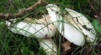 Картинка по теме - как отличить гриб волнушку