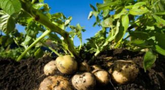 Картинка по теме - почему картофель зеленеет