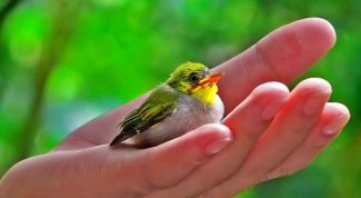 Картинка по теме - почему человек не может жить без природы