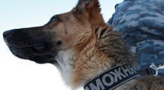 Картинка по теме - как определить код тн вэд