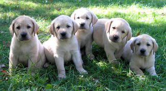 Картинка по теме - как назвать щенка лабрадора
