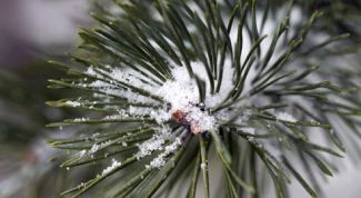 Картинка по теме - почему хвойные всегда зеленые