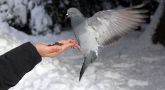 Картинка по теме - почему голубь двигается шажками