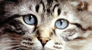 Картинка по теме - почему кошка - священное животное