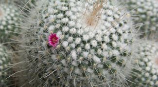 Картинка по теме - как укоренить кактус