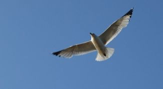 Картинка по теме - почему люди не свободны