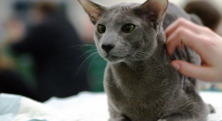Картинка по теме - как подготовить ориентальную кошку к выставке