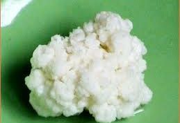 Картинка по теме - как сохранить молочный гриб