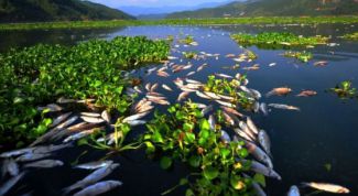 Картинка по теме - почему разводят преимущественно растительноядных рыб