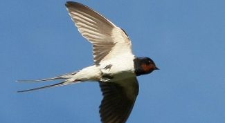 Картинка по теме - почему перед дождем ласточки низко летают