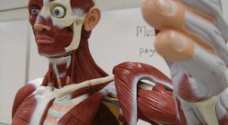 Картинка по теме - что такое мышечная ткань