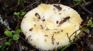 Картинка по теме - как собирать грибы грузди