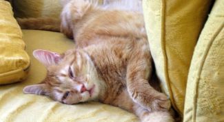 Картинка по теме - почему кошки топчутся