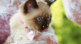 Картинка по теме - как ухаживать за сиамскими котятами