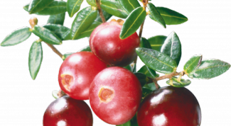 Картинка по теме - как употреблять клюкву