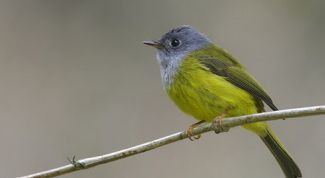 Картинка по теме - как кормить канарейку