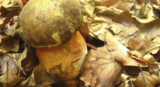 Картинка по теме - как отличить съедобный гриб от несъедобного