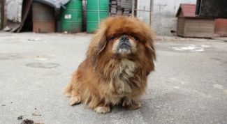 Картинка по теме - как найти потерявшуюся собаку