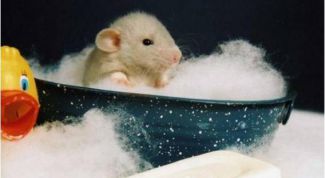 Картинка по теме - как мыть хомячков