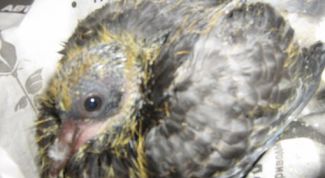 Картинка по теме - как выходить голубя