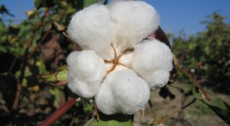 Картинка по теме - что делают из хлопка