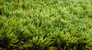 Картинка по теме - как выбрать искусственную траву