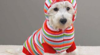 Картинка по теме - как вязать вещи для собак