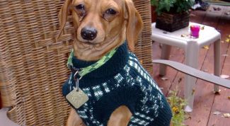 Картинка по теме - как вязать одежду для такс