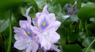 Картинка по теме - как сохранить гиацинт