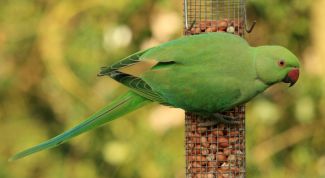 Картинка по теме - почему попугай не ест