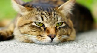 Картинка по теме - для чего нужны домашние животные