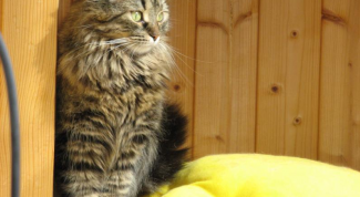 Картинка по теме - как купать сибирскую кошку