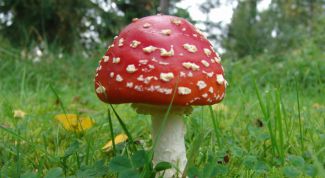 Картинка по теме - как различать грибы