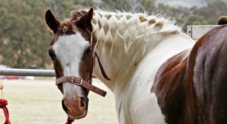 Картинка по теме - как заплести гриву у коня