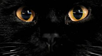 Картинка по теме - почему у кошек светятся глаза