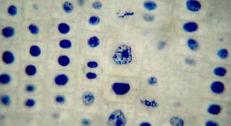 Картинка по теме - что такое деление клетки