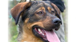 Картинка по теме - как найти потерянную собаку