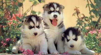 Картинка по теме - как кормить щенка хаски