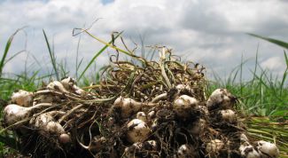 Картинка по теме - как подготовить участок для выращивания чеснока