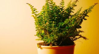 Картинка по теме - для чего нужны комнатные растения