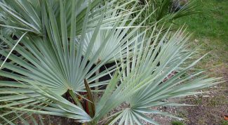 Картинка по теме - как вырастить комнатную пальму из косточки