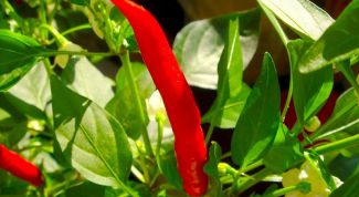 Картинка по теме - как вырастить рассаду жгучего перца