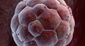 Картинка по теме - что такое плодное яйцо